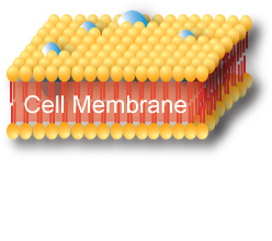 Biocompatible Materials